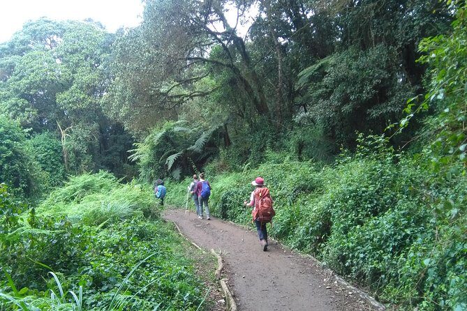 Book Day Hike at Rau Forest Reserve, Near Moshi Town in Tanzania - Key Points