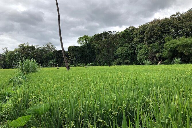 Book Day Hike at Rau Forest Reserve, Near Moshi Town in Tanzania - Is This Tour Worth the Cost?