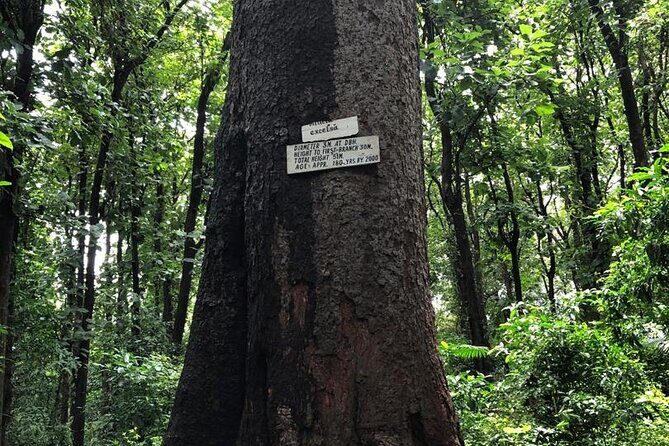 Book Day Hike at Rau Forest Reserve, Near Moshi Town in Tanzania - Practical Tips for Your Visit