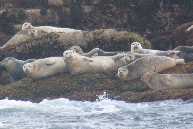 boothbay-harbor-cruise-lighthouses-lobster-haul-and-seals