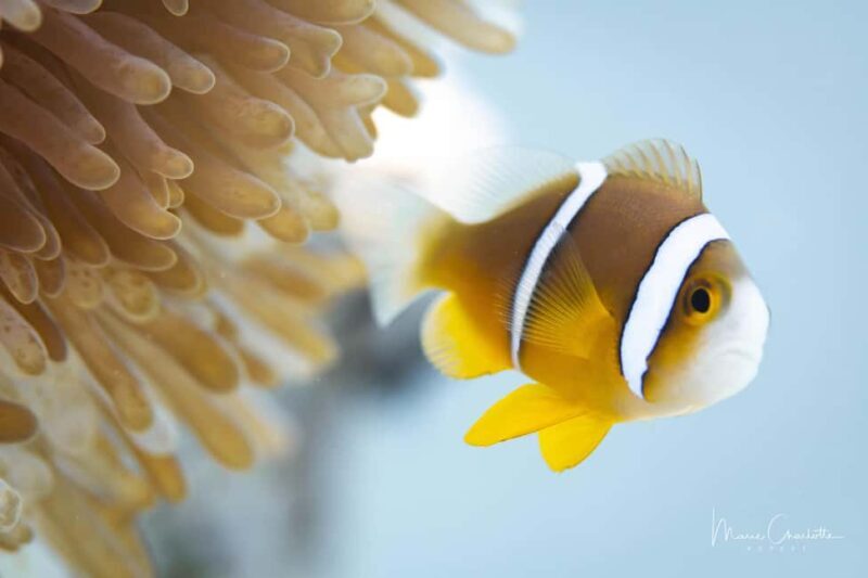 Bora Bora: 1 afternoon dive for certified divers - Key Points  