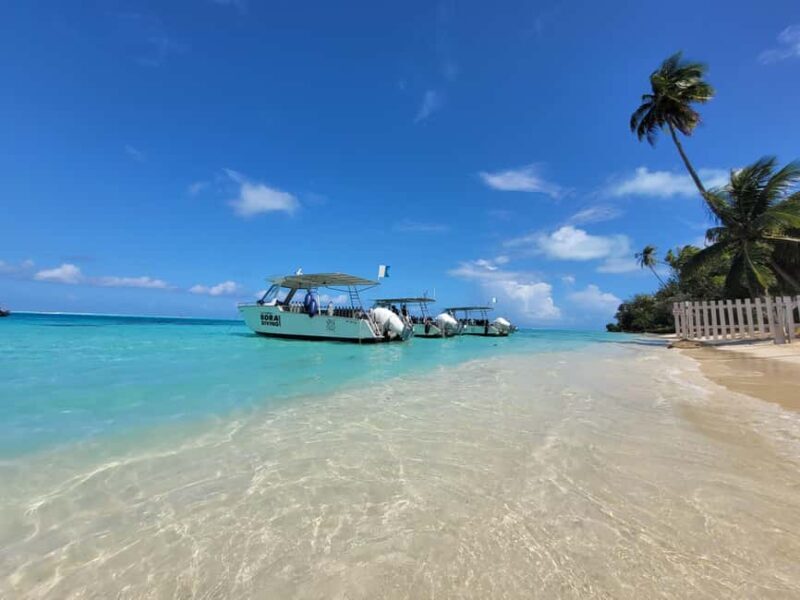 Bora Bora: 1 afternoon dive for certified divers - Exploring Bora Bora’s Underwater World in a Nutshell