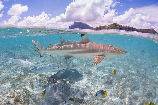 Bora Bora 4WD Tour & Eco Shark & Ray Snorkel Cruise - Practical Tips & Considerations  