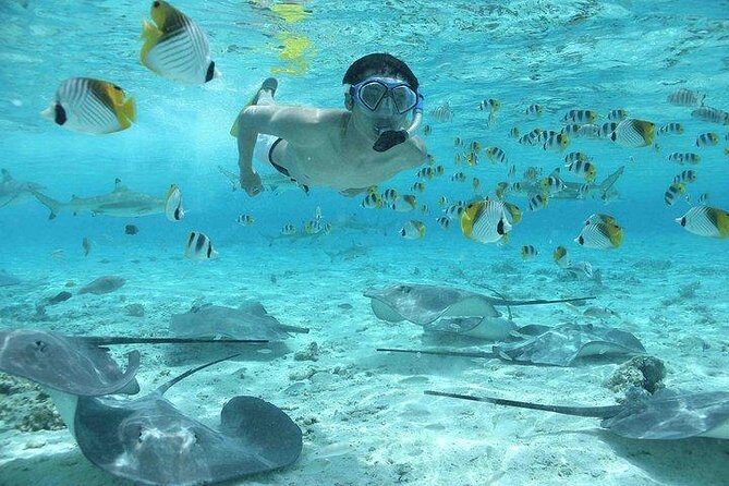 Bora Bora 4WD Tour & Eco Shark & Ray Snorkel Cruise - Final Thoughts  