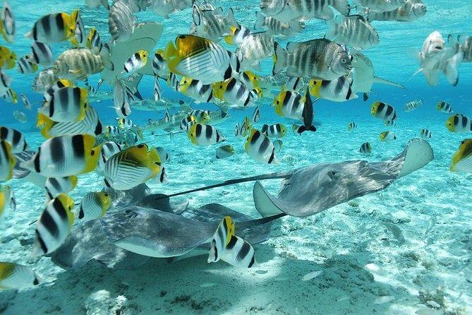 Bora Bora 4WD Tour & Eco Shark & Ray Snorkel Cruise - The Sum Up: Who Will Love This Tour?