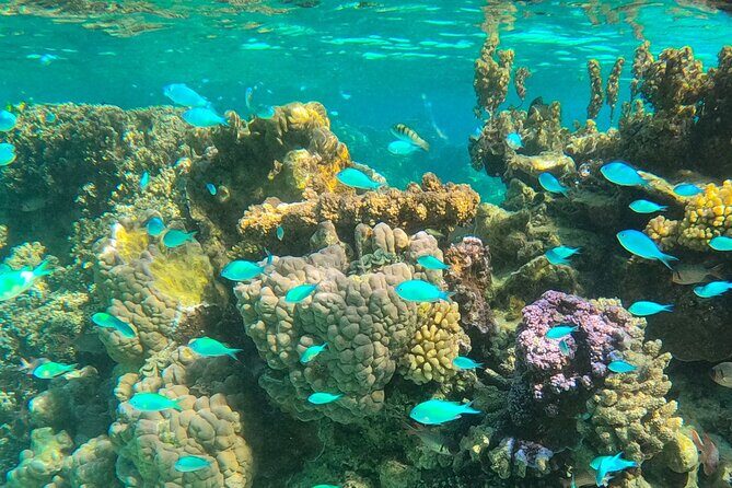 Bora Bora Combo Tour: Lagoon Cruise and 4WD Tour Including Snorkeling - Final Thoughts