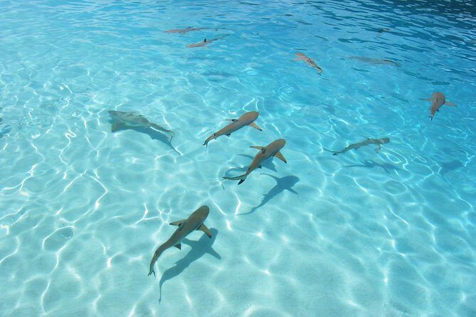Bora Bora Eco Snorkel Cruise Including Snorkeling with Sharks and Stingrays - Timing, Duration, and Group Size