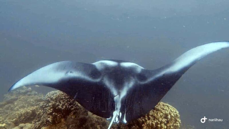 Bora Bora: Full Day in a Traditional Canoe in the Lagoon - Key Points