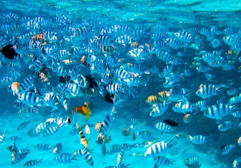 Bora Bora: Full-Day Lagoon Snorkelling Tour - Introduction