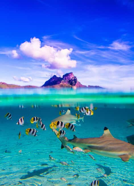 Bora Bora: Full-Day Lagoon Snorkelling Tour - Key Points  