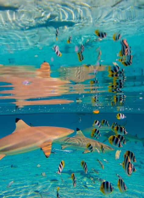 Bora Bora: Full-Day Lagoon Snorkelling Tour - Practical Tips for Your Trip  