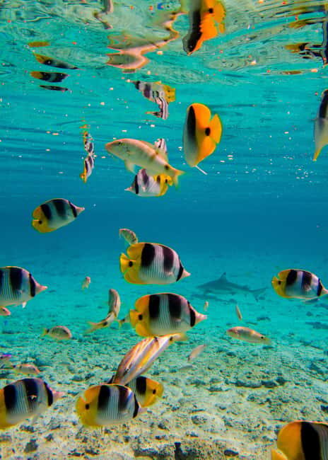 Bora Bora: Full-Day Lagoon Snorkelling Tour - Costs and Value Analysis  
