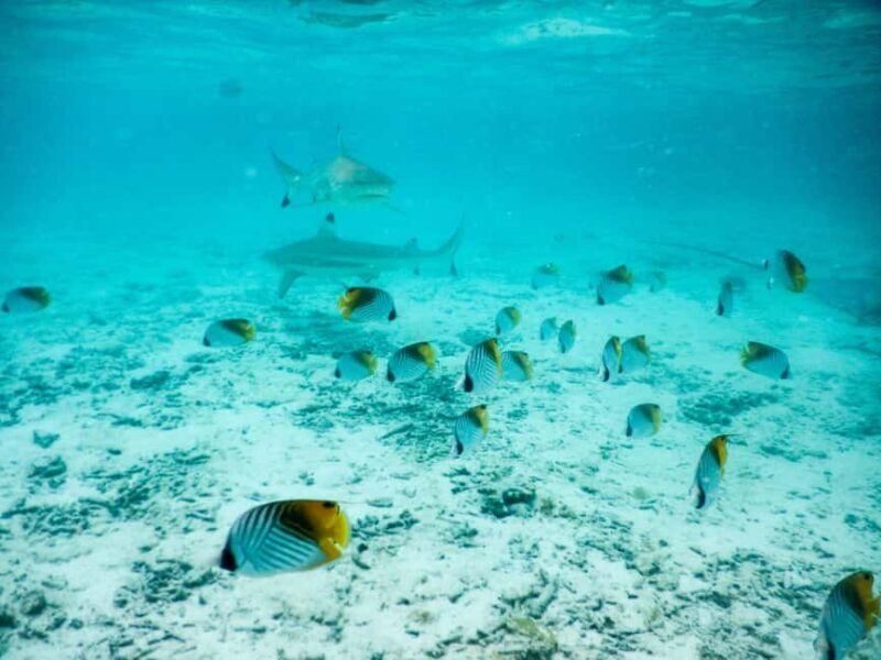 Bora Bora: Half-Day Lagoon Snorkelling Tour - What to Expect from the Bora Bora Lagoon Snorkelling Tour