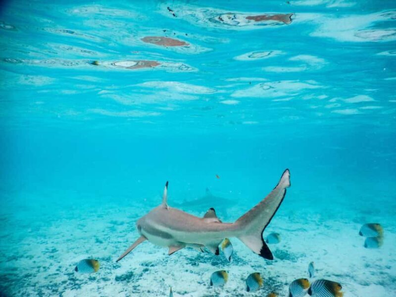 Bora Bora: Half-Day Lagoon Snorkelling Tour - Practical Details & What You Need to Know