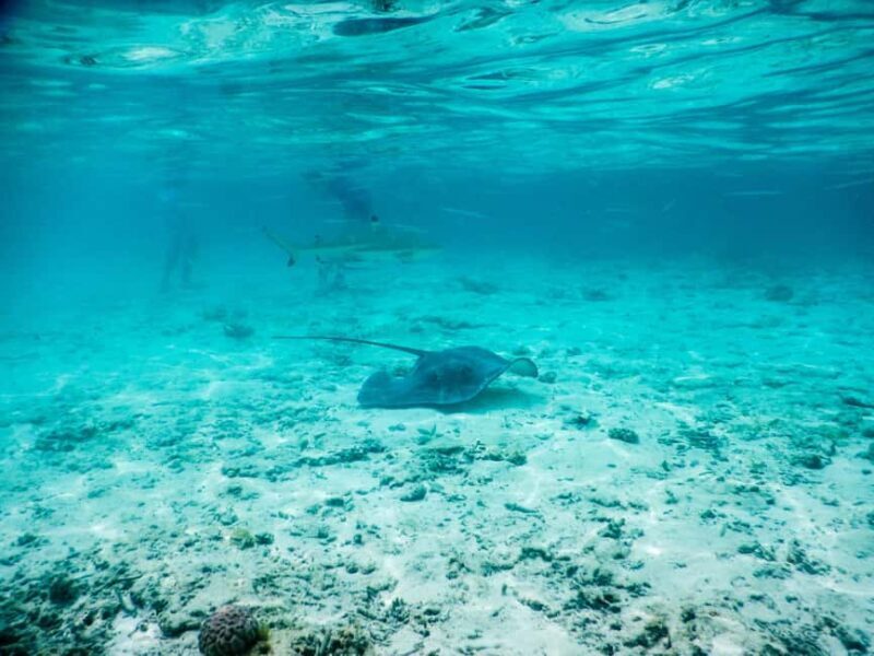 Bora Bora: Half-Day Lagoon Snorkelling Tour - Who Should Book This Tour?