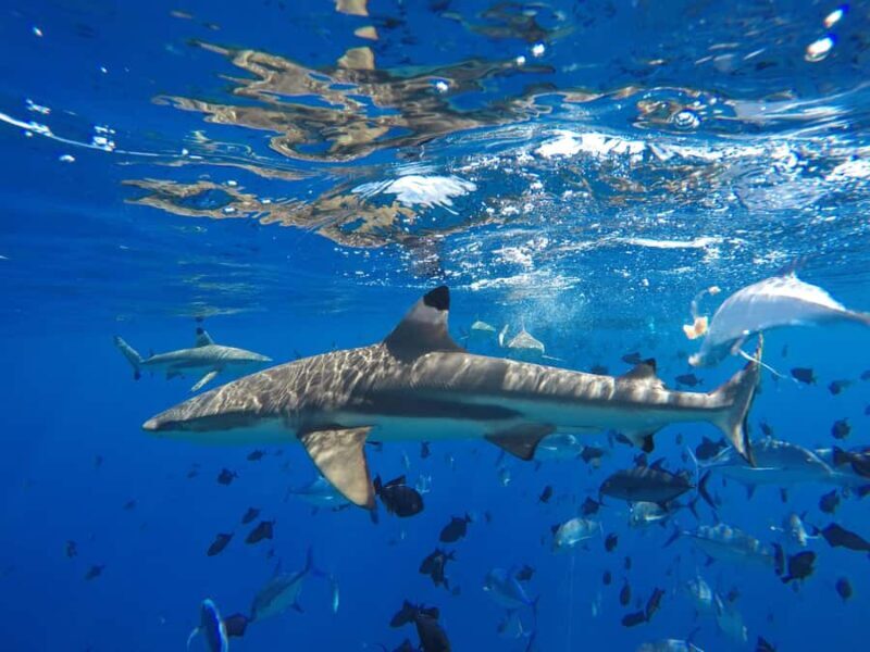 Bora Bora: Half-Day Traditional Canoe Ride in the Lagoon - Value & Overall Impression