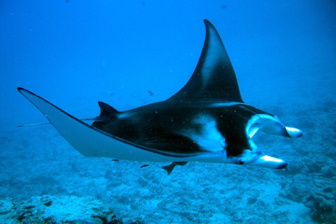 Bora Bora Jet Ski Tour, & Eco Shark / Ray Snorkel Cruise - Frequently Asked Questions