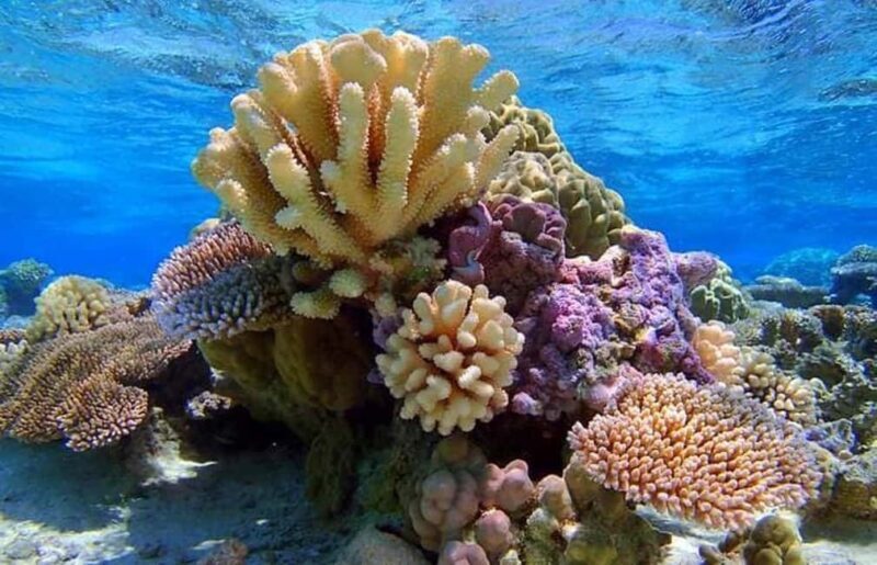 Bora Bora: Lagoon Snorkeling Half-Day Private Boat Tour - Breaking Down the Itinerary