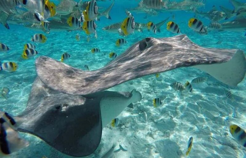 Bora Bora: Lagoon Snorkeling Half-Day Private Boat Tour - Frequently Asked Questions