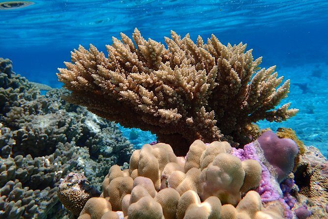 Bora Bora Lagoon Snorkeling Tour by Private Boat - The Experience in Detail