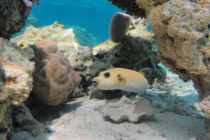 Bora Bora Lagoon Snorkeling Tour by Private Boat - What You’ll Expect