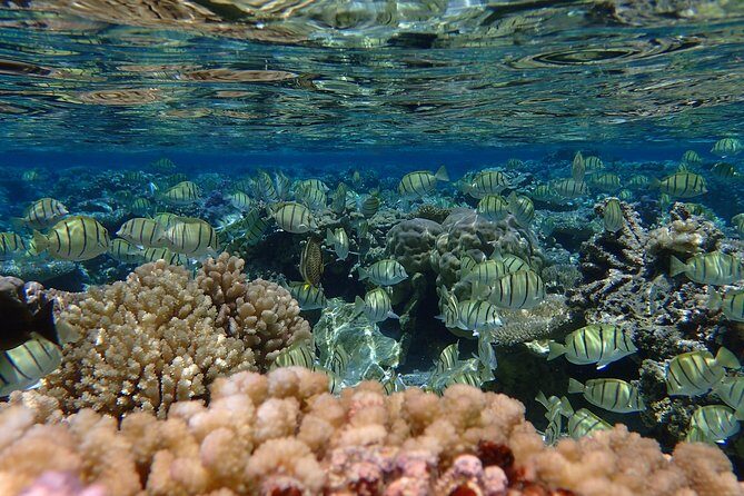 Bora Bora Lagoon Snorkeling Tour by Private Boat - Why This Tour Offers Great Value