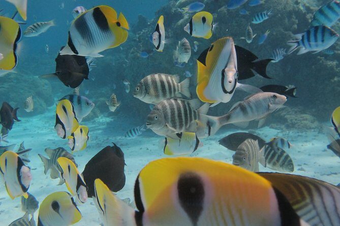 Bora Bora Lagoon Snorkeling Tour by Private Boat - Practical Tips for Your Trip