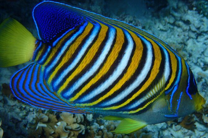 Bora Bora: Luxury Private Half Day Snorkeling Tour - The Value: Does It Justify the Price?