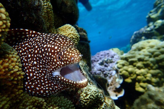 Bora Bora: Luxury Private Half Day Snorkeling Tour - Who Would Love This?