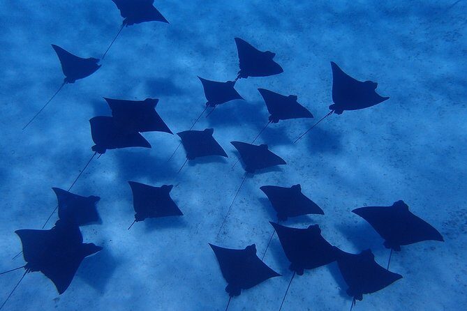 Bora Bora: Luxury Private Half Day Snorkeling Tour - Final Thoughts