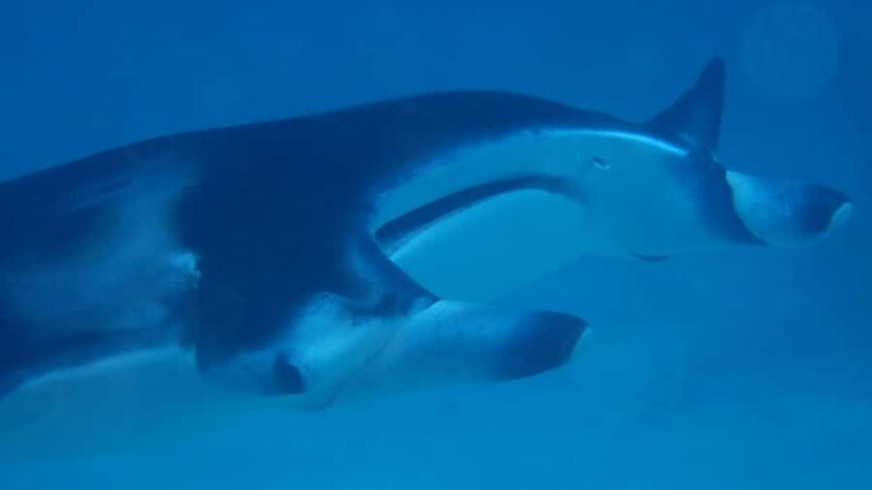 Bora Bora: Small Group Snorkeling Boat Tour with Pickup - Who Should Consider This Tour?