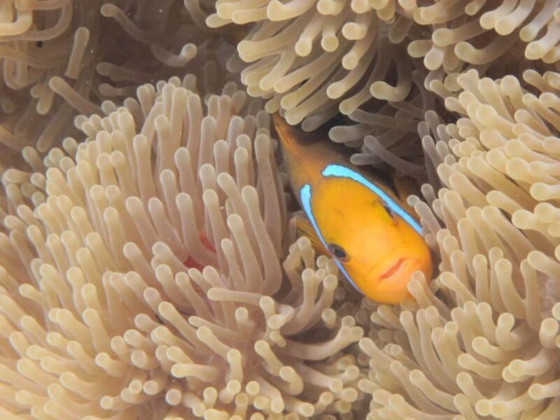 Bora Bora: Small Group Snorkeling Boat Tour with Pickup - Final Thoughts: Authentic, Relaxed, and Memorable