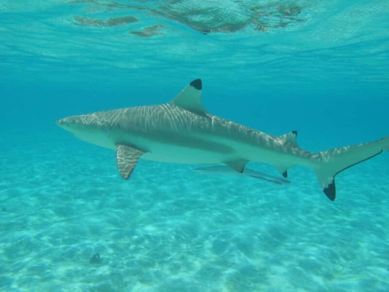 Bora Bora: Small Group Snorkeling Boat Tour with Pickup - FAQ