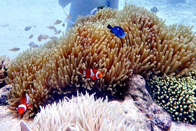 Boracay Helmet Diving - An Authentic Look at Boracay Helmet Diving