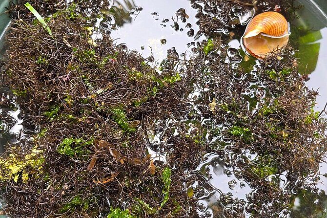 Boracay Island Foraging with Hidden Beach Experience - The Sum Up: Is This Tour Worth It?