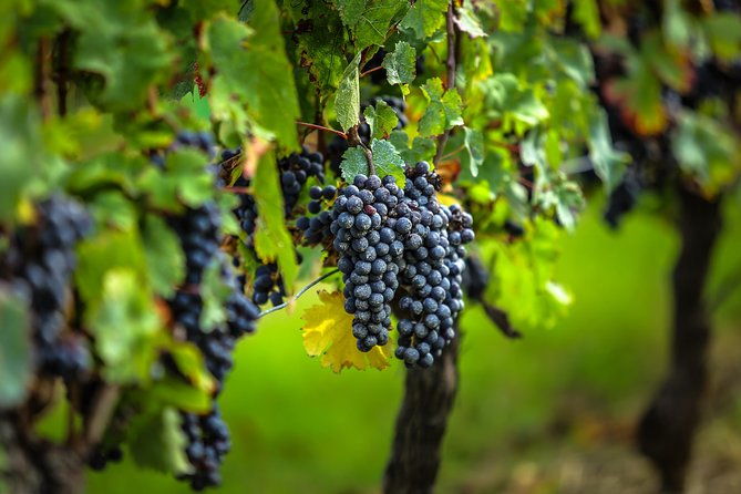 bordeaux-cruise-port-shore-excursion-full-day-private-medoc-wine-tour