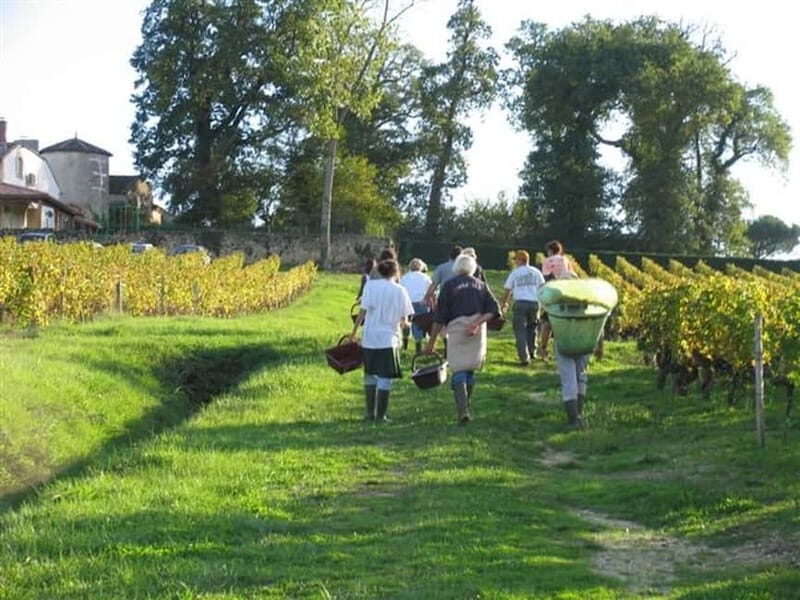 Bordeaux: Graves, Pessac-Léognan, and Sauternes Vineyards - Tasting and the Picnic