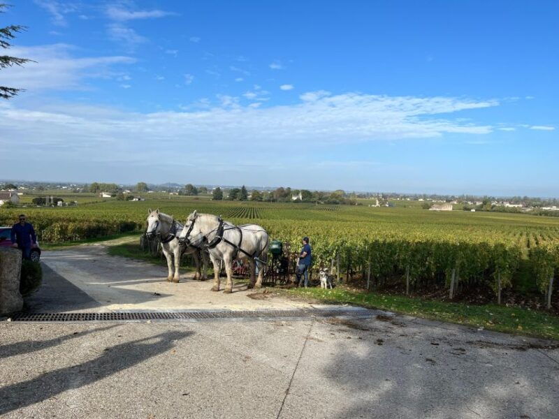 bordeaux-saint-emilion-wine-tour-in-a-small-group