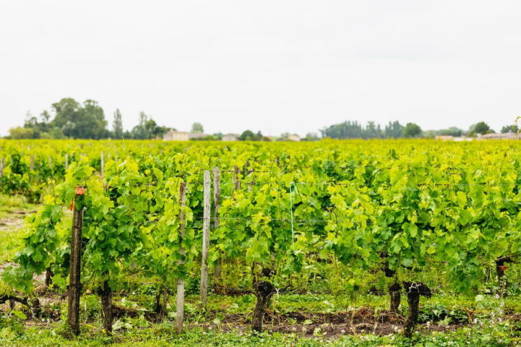 bordeaux-st-emilion-day-trip-with-wine-tasting-and-lunch