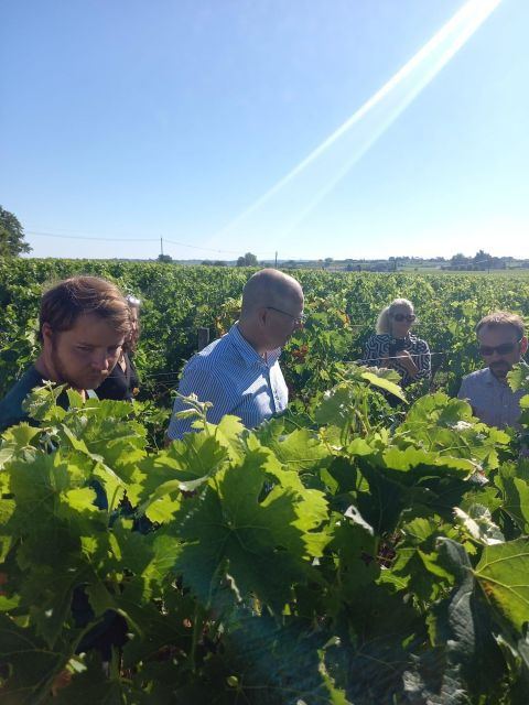 bordeaux-wine-tours