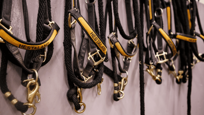 borgarnes-horseback-riding-tour-with-prep-lesson