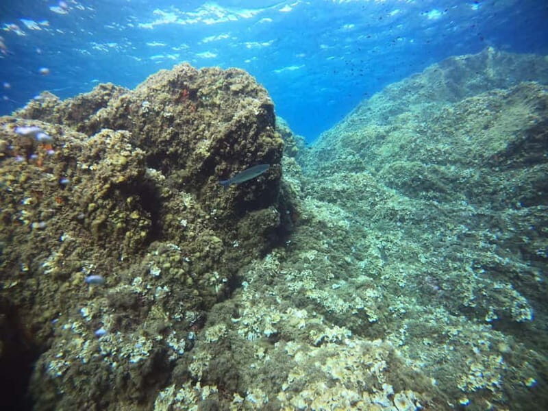 Bormes-les-Mimosas: Introductory diving session - The Value of a Small Group Experience