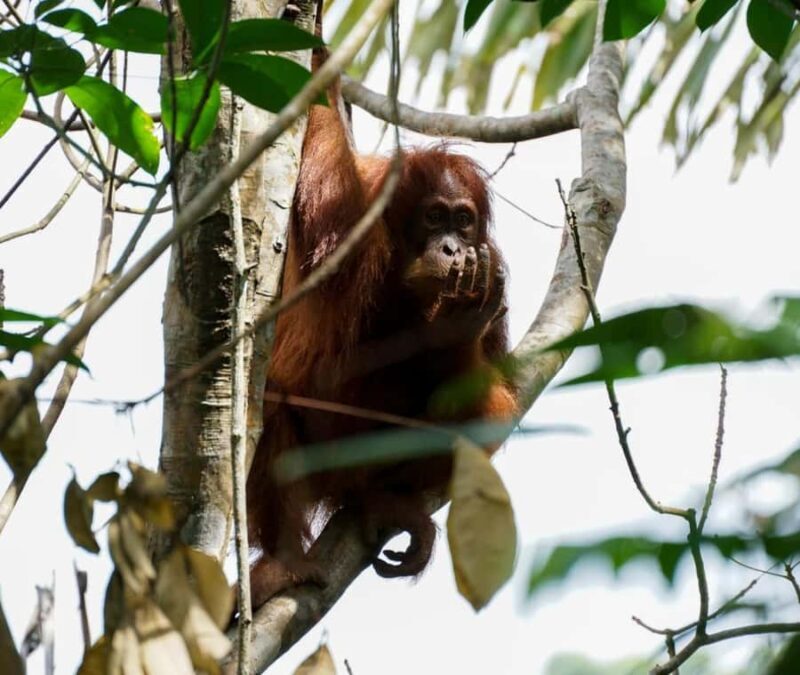 Borneo: 3 Days Orangutan River Cruise from Pangkalan Bun - Exploring the 3-Day Jungle River Cruise