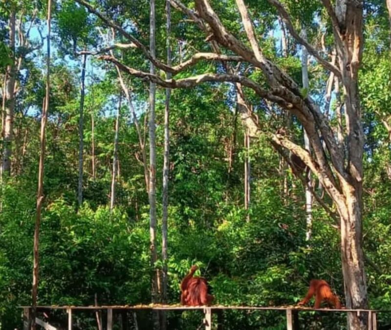 Borneo: 3 Days Orangutan River Cruise from Pangkalan Bun - Final Thoughts