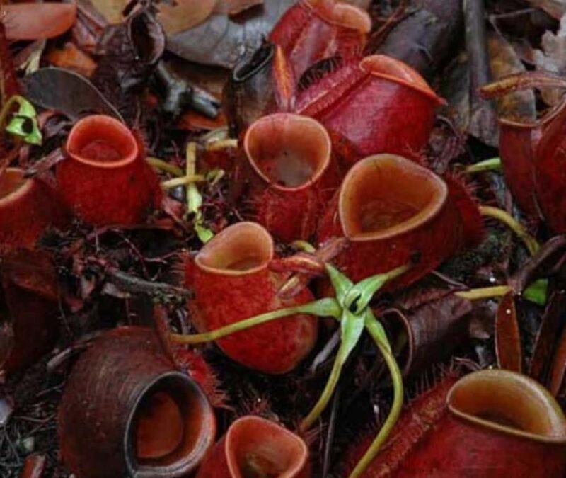 Borneo: 3 Days Orangutan River Cruise from Pangkalan Bun - FAQ