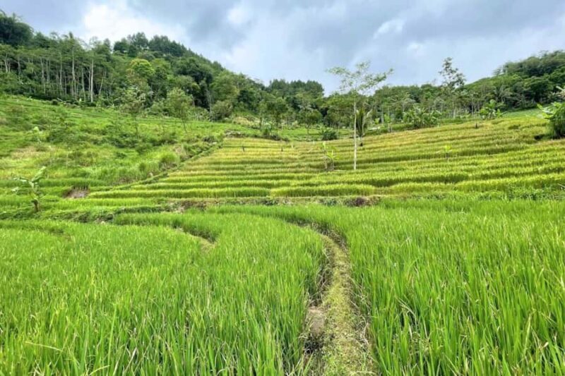 Borobudur: Nepal Van Java & Selogriyo Rice Terraces Private - Exploring Java’s Hidden Gems: A Private Trip to Borobudur, Selogriyo Rice Terraces, and Nepal Van Java