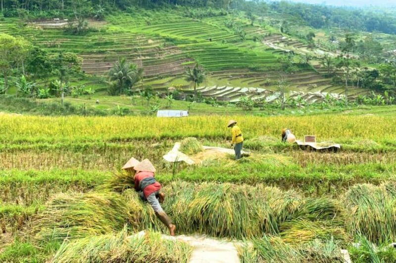 Borobudur: Nepal Van Java & Selogriyo Rice Terraces Private - Discovering Selogriyo Temple: A 9th-Century Hindu Sanctuary