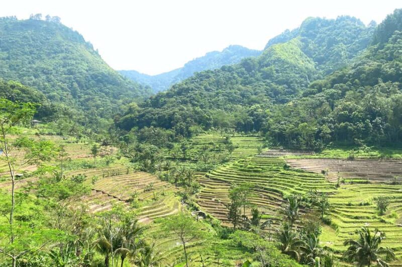 Borobudur: Nepal Van Java & Selogriyo Rice Terraces Private - Who Is This Tour Best For?