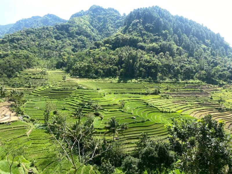 Borobudur & Selogriyo Rice Terraces Private Tour with Lunch - Introduction: The Charm of Java’s Quiet Corners