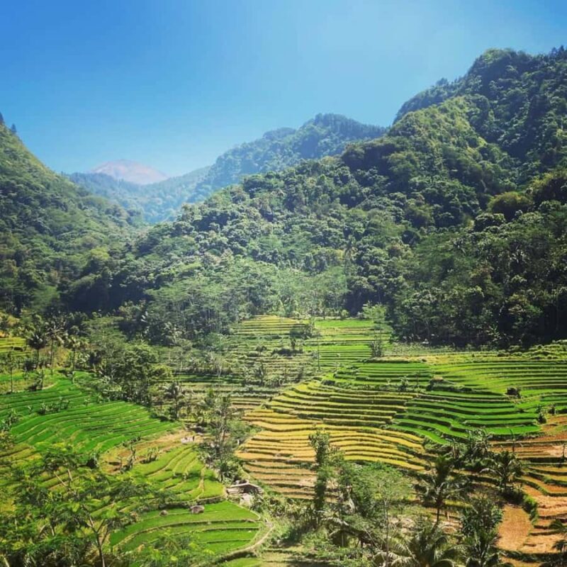 Borobudur Temple & Selogriyo Rice Terraces - Key Points